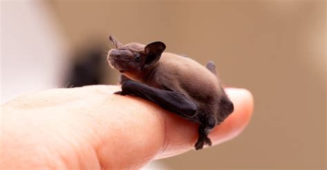 Bat Animal Facts - Chiroptera - A-Z Animals