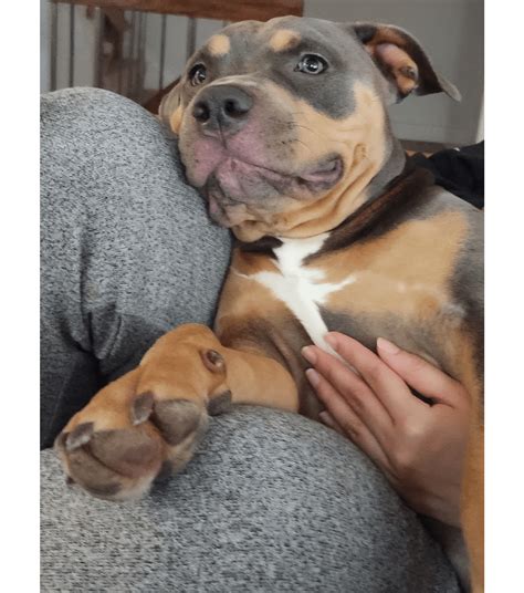 Mia and her chinny chin chins! : r/velvethippos