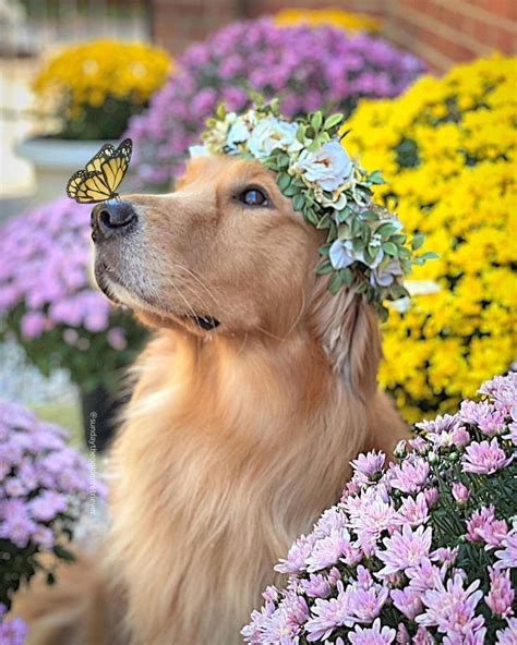 Adorable Dog with Flower Crown