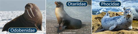Antarctic Seals List: Pictures, Facts & Information. Seals In Antarctica.