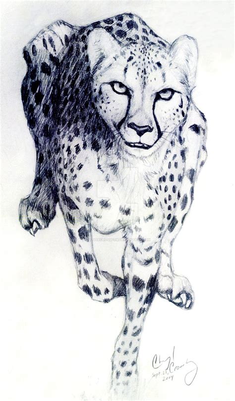 Cheetah Running Drawing at PaintingValley.com | Explore collection of Cheetah Running Drawing