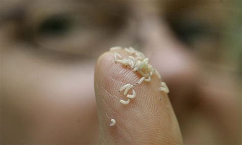 What Causes Maggots To Appear - Printable Templates Protal