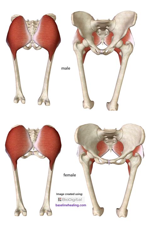 Gluteal Tuberosity Muscle Attachment Gluteus Maximus Muscle | Pacs
