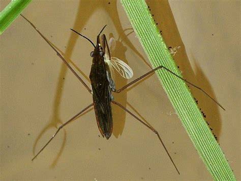 Gerris sp. - arthropodafotos.de