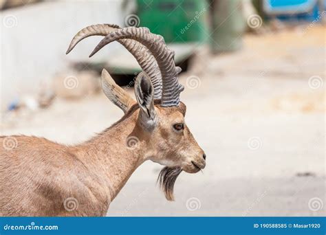 Ibex Goat Royalty-Free Stock Image | CartoonDealer.com #43860700