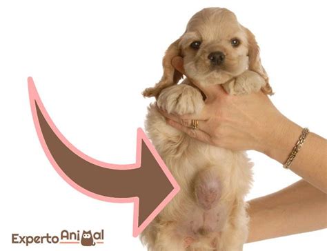 Que Es Una Hernia En Un Perro