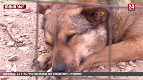 В администрации Керчи заключили контракт с частным приютом на отлов ...