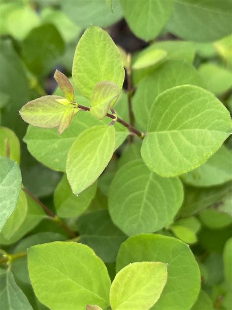 Common Snowberry - Woody Warehouse Nursery, Inc. - Lizton, IN
