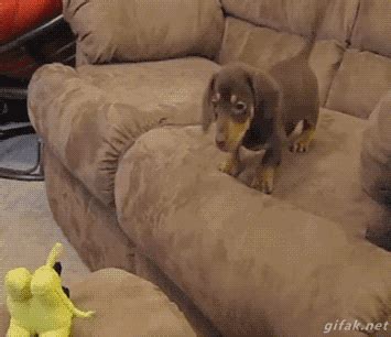 Dog Fail GIF - Find & Share on GIPHY