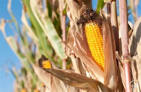 Harvesting Sweet Corn: When And How To Harvest Sweet Corn – Gardening ...