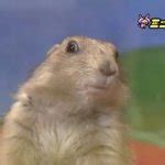 Surprised Gopher Meme Generator - Imgflip