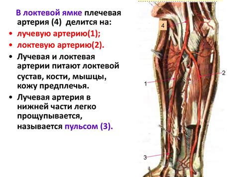 Артериальная система кровообращения. Лекция № 15 - презентация онлайн