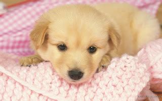 messier dog days