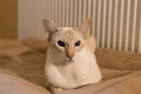 ThaiMahal Fantasia (Diamond) - Siamkatze cinnamon-tabby-point