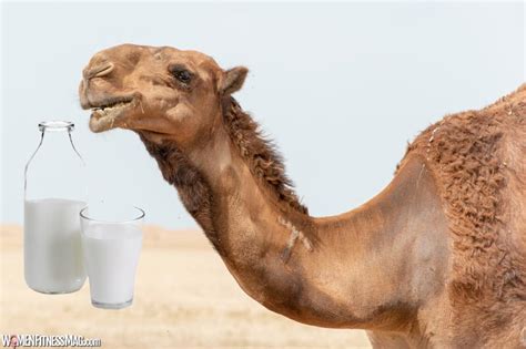 surprising benefits  drinking camel milk