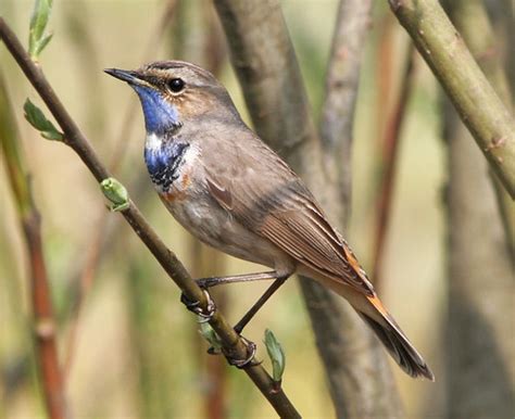 Синьошийка (Luscinia svecica)