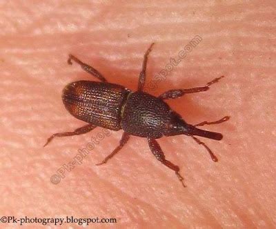 maize weevil nature cultural  travel photography blog