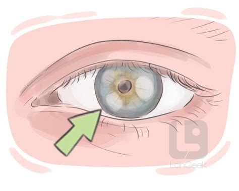 definition meaning  pupil langeek