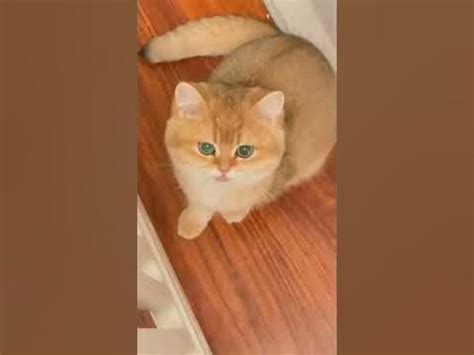 Кошка смеется #Tik Tok #Shorts #Тик Ток #ПриколКоты #Catstiktok - YouTube