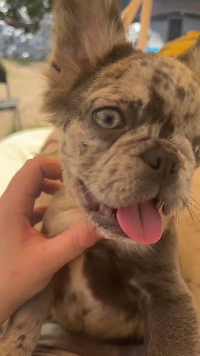 Французский бульдог флаффи 🥰 наш любимый Чакки 🥳 #puppy #love #pets # ...