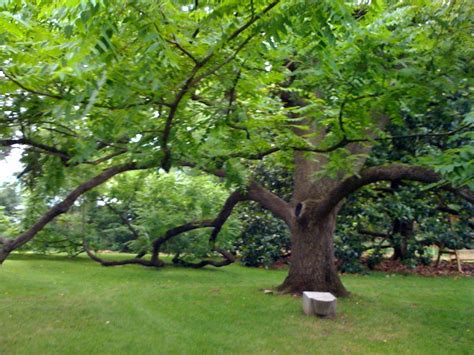 black walnut tree  hot springs wwwmountainmagnoliainnc flickr