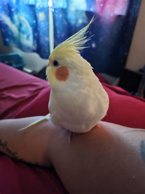 Broken tail feather : r/cockatiel