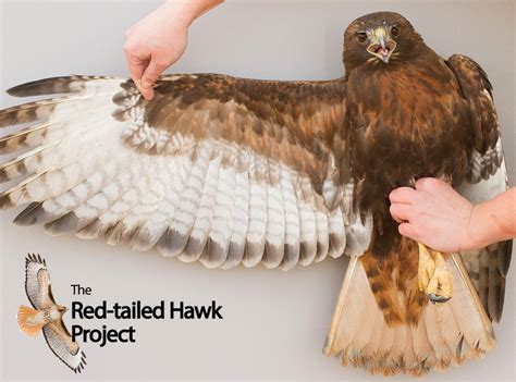 The Red-tailed Hawk Project - Vermont Institute of Natural Science