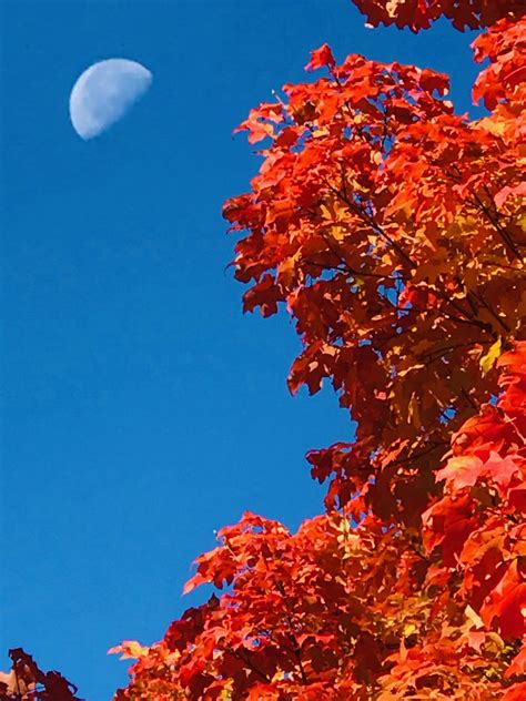 Moon In Autumn Sky Free Stock Photo - Public Domain Pictures