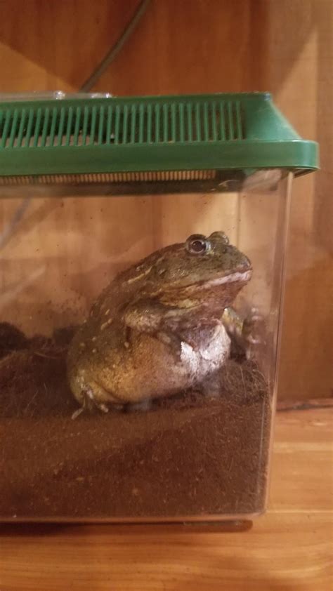 can frog not moving indoors 7