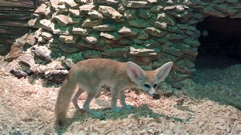 Tula Exotarium - 2020 All You Need to Know BEFORE You Go (with Photos ...