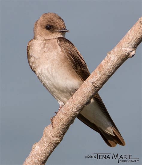 Northern Rough-winged Swallow - BirdWatching