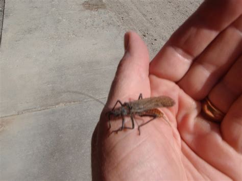 salmon fly hatch   salmon river fly fishing pursuits