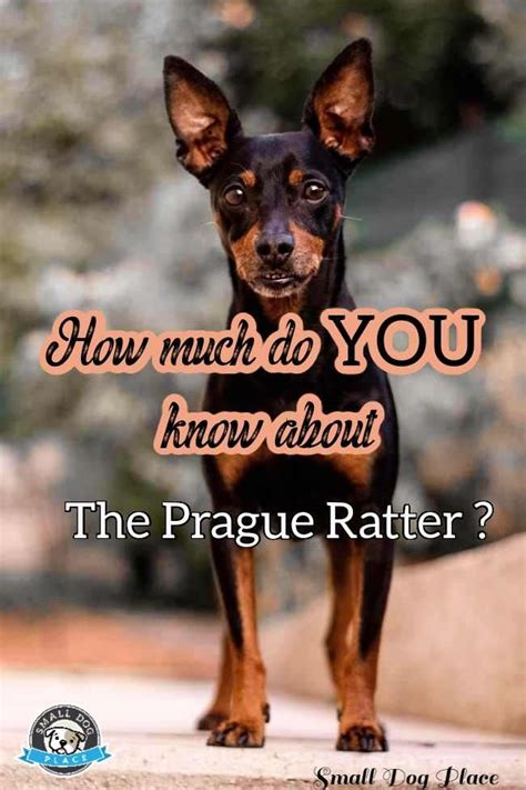 Prague Ratter: Dog Breed Profile and Information