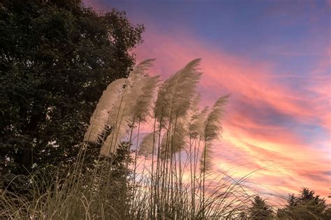 Les meilleurs endroits en France pour cueillir des pampas : découvrez ...