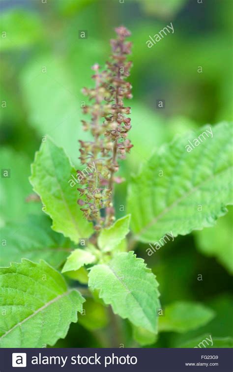 ocimum sanctum holy basil stock  ocimum sanctum holy basil