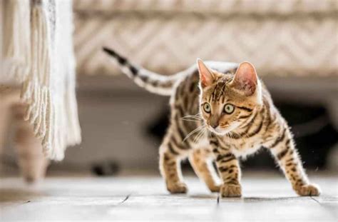 Mèo Bengal - Đặc điểm, cách chăm sóc và Giá bán