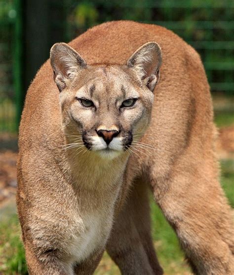 Más de 200 imágenes gratis de Puma y Naturaleza - Pixabay