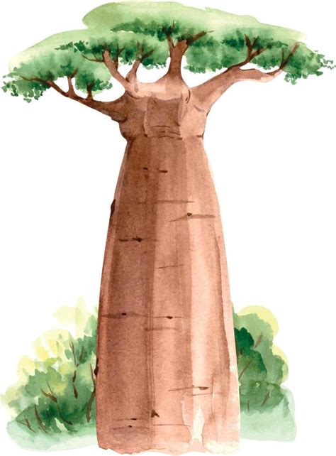 African baobab tree in nature, watercolor close up illustration 7486757 ...