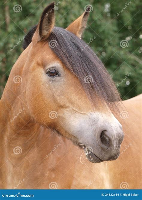 horse headshot stock photo image  head riding equine
