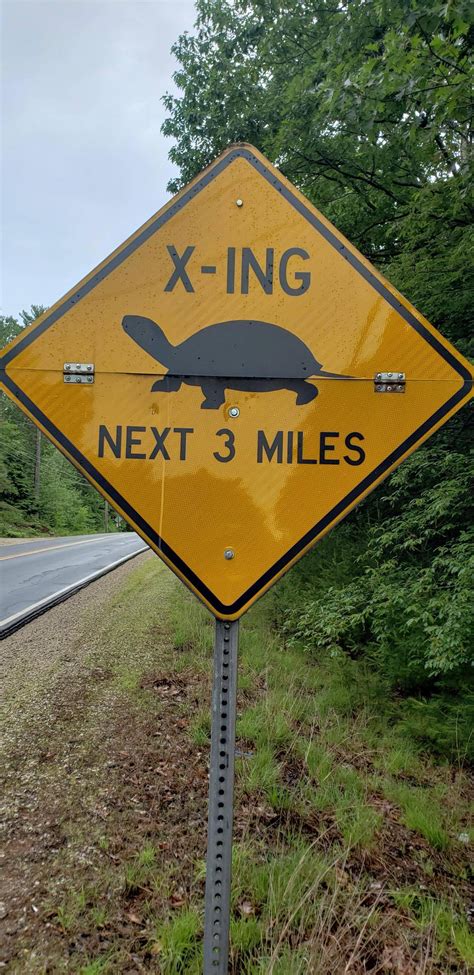 Turtle Crossing : r/mildlyinteresting