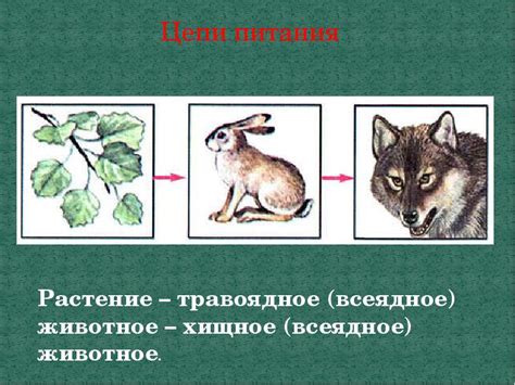 Травоядные, хищные и всеядные животные