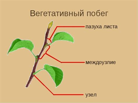 Объясните термины: листовая пазуха, побег - Школьные Знания.com
