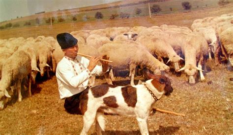 Българското овчарско куче / Bulgarian Shepherd Dog - Home | Facebook