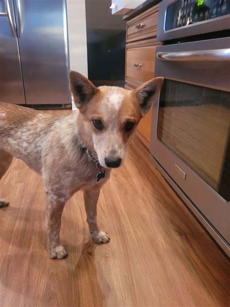 Dog for Adoption - Helena, a Red Heeler in Chicago, IL | Alpha Paw