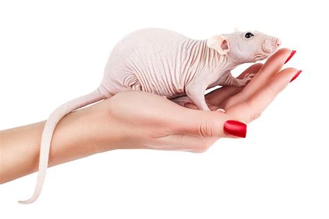 Albino Rat Stock Photos, Pictures & Royalty-Free Images - iStock