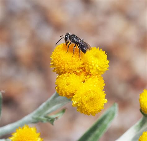 Native bees: Living up to the buzz | AgriFutures Australia