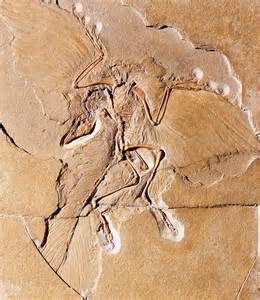 Archaeopteryx: Facts about the Transitional Fossil | Live Science