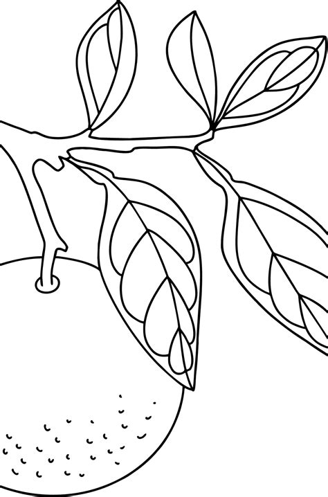Naranja Para Colorear 1