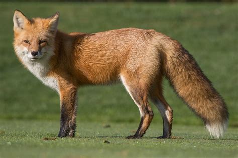 310 Clever Fox Names for the Playful Trickster - Animal Hype