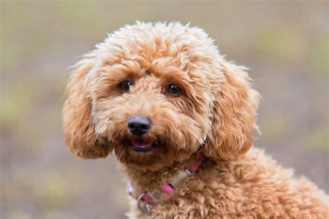common toy poodle behaviors poodle